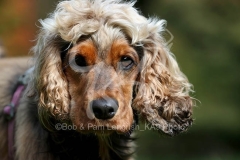 Spaniel - English Cocker