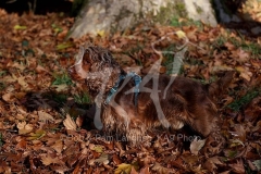 Spaniel - English Cocker