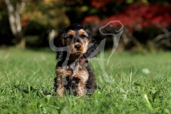 Spaniel - English Cocker