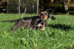 Spaniel - English Cocker
