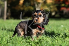 Spaniel - English Cocker