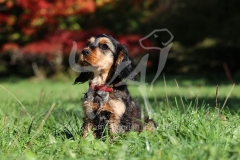 Spaniel - English Cocker