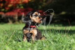 Spaniel - English Cocker