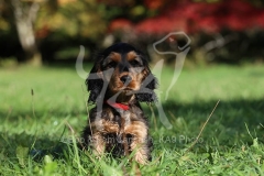 Spaniel - English Cocker