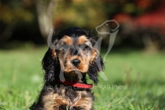 Spaniel - English Cocker