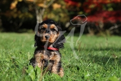 Spaniel - English Cocker
