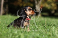 Spaniel - English Cocker