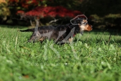 Spaniel - English Cocker