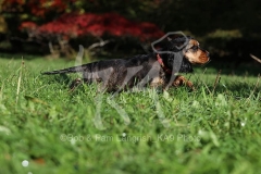 Spaniel - English Cocker
