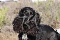 Spaniel - English Cocker