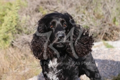 Spaniel - English Cocker