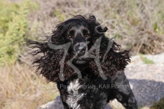 Spaniel - English Cocker