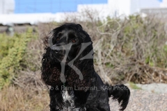 Spaniel - English Cocker