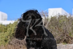 Spaniel - English Cocker