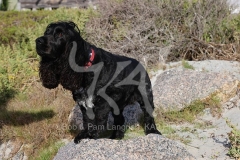 Spaniel - English Cocker