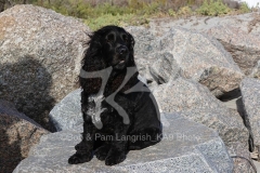 Spaniel - English Cocker