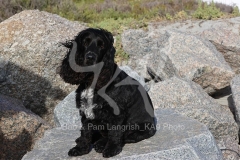 Spaniel - English Cocker