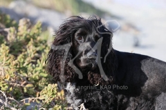 Spaniel - English Cocker