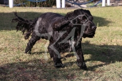 Spaniel - English Cocker