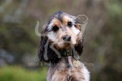 Spaniel - English Cocker