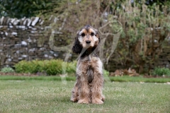 Spaniel - English Cocker