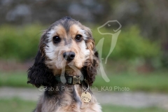 Spaniel - English Cocker