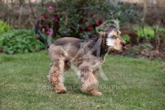 Spaniel - English Cocker