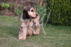 Spaniel - English Cocker