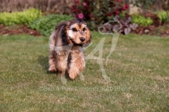 Spaniel - English Cocker