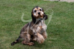 Spaniel - English Cocker