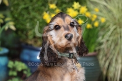 Spaniel - English Cocker