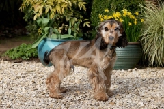 Spaniel - English Cocker