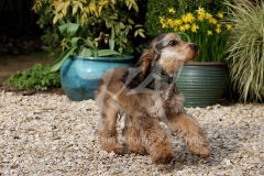 Spaniel - English Cocker