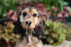 Spaniel - English Cocker