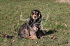 Spaniel - English Cocker