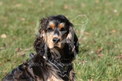 Spaniel - English Cocker