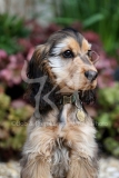 Spaniel - English Cocker