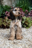 Spaniel - English Cocker