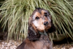 Spaniel - English Cocker