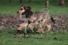 Spaniel - English Cocker