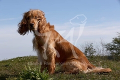 Spaniel - English Cocker