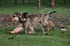 Spaniel - English Cocker