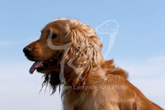 Spaniel - English Cocker