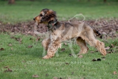 Spaniel - English Cocker