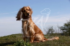Spaniel - English Cocker