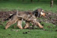 Spaniel - English Cocker