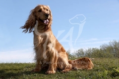 Spaniel - English Cocker