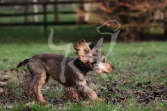 Spaniel - English Cocker