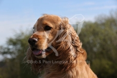 Spaniel - English Cocker