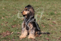 Spaniel - English Cocker